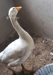 Oie de toulouse mâle