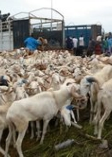 Moutons