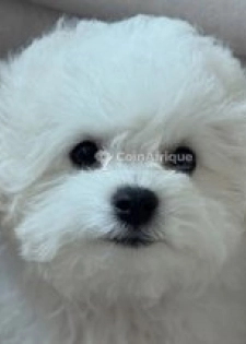 Caniche