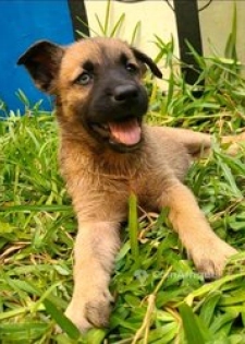 Chiot Belusky