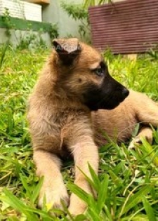 Chiot Belusky