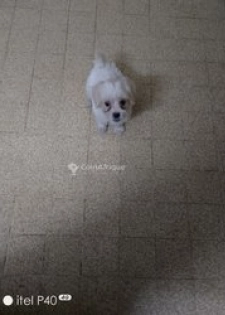 Caniche bichon