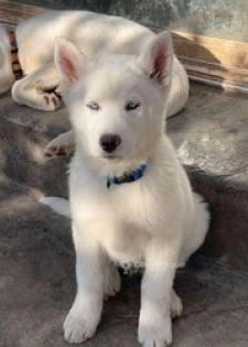 Chiot husky