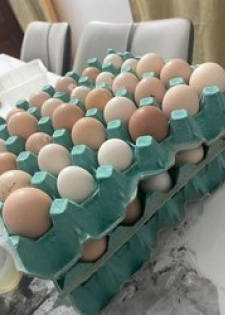 Oeuf fécondé