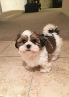 Chiot bichon havanais