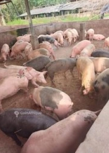 Porcs