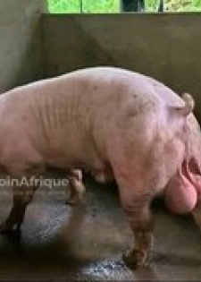 Porcs