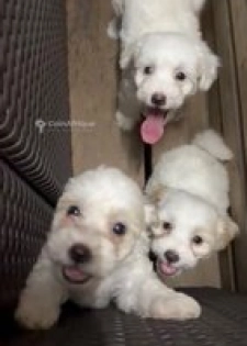 Bichon femelle