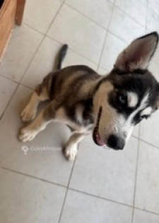 Husky chiot