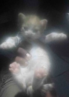 Chaton de maison 2 mois mignon