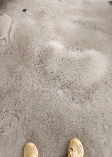 Coquillage Broyé