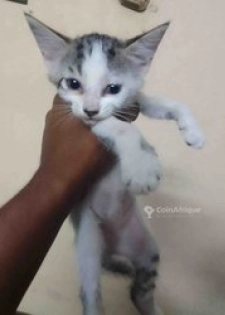 Chaton 4 mois
