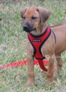 Chiot Rodesien Ridgback