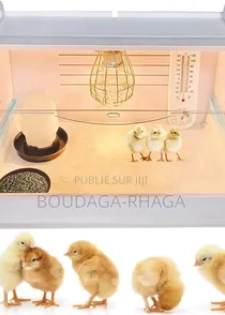 Incubateur Automatique Pour Poussins