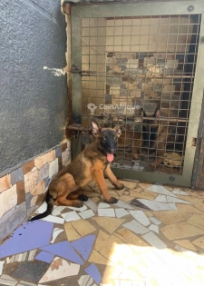 Chiot berger malinois