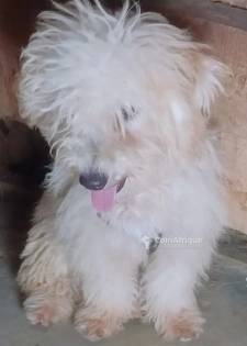 Chiot bichon nains