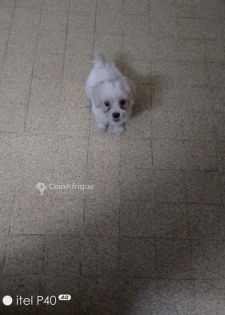 Caniche bichon