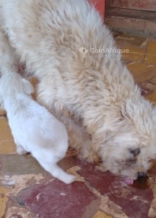 Chiot caniche bichon