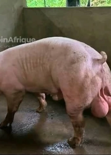 Porcs