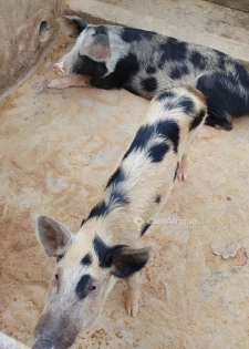 Porcs
