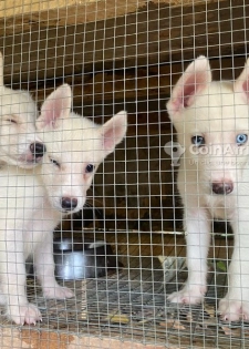 Chiots husky