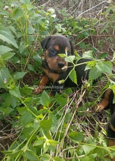 Chiots Rottweiler