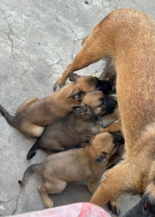 Chiot Berger Malinois
