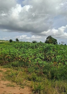 Terrain à Souemy, commune de Bingerville