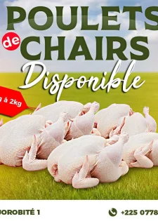 Les poulets de chair frais et bien charnus de SODIV