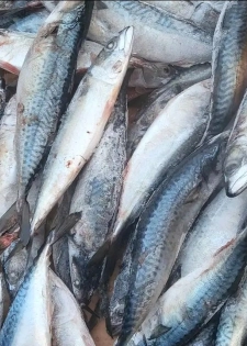 Poisson Marquereau