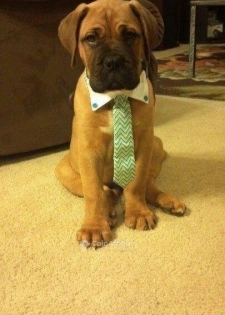 Chiot boerboel
