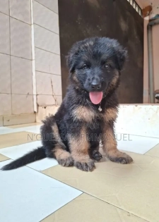 1-3 mois Femme Pure race Belgian Sheepdog