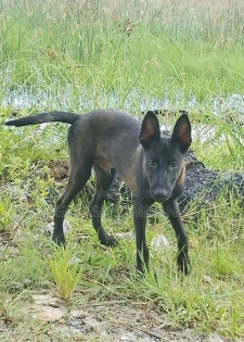 3-6 mois Homme Pure race Belgian Malinois