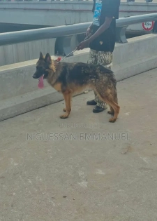 6 à 12 mois Homme Pure race Belgian Sheepdog