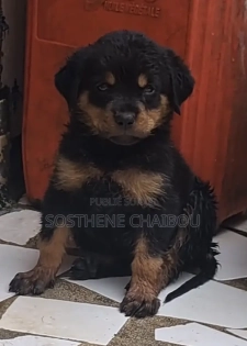 1-3 mois Homme Pure race Rottweiler