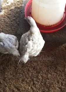 Vente De Poulet