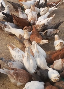 Je Vends Mais Pigeons Moins Chair