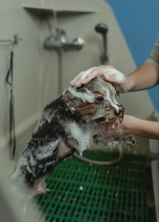 Toilettage À Domicile Pour Chiens