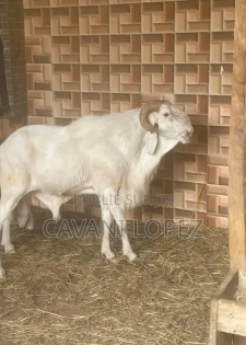 Mouton Belier