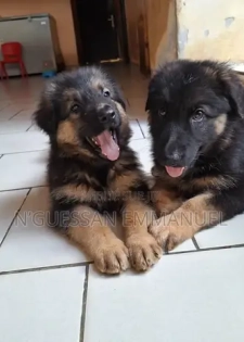 1-3 mois Femme Pure race Belgian Sheepdog