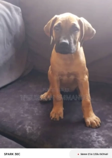 1-3 mois Femme Pure race Boerboel
