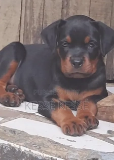 1-3 mois Homme Pure race Rottweiler