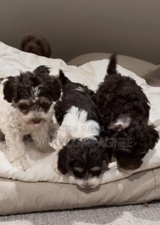Chiot Bichon Frisé À Cocody