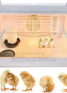 Incubateur Automatique Pour Poussins