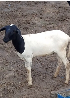 Animaux Mouton