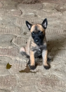 1-3 mois Homme Pure race Belgian Malinois