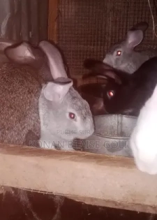 Vente De Lapin