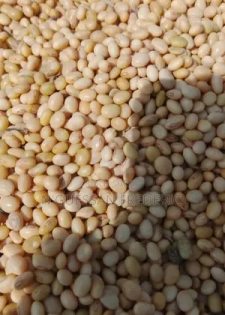 Soja Blanc Disponible Livraison Partout en Côte d'Ivoire