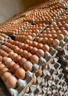 Oeufs en Gros