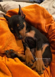 Chiot doberman